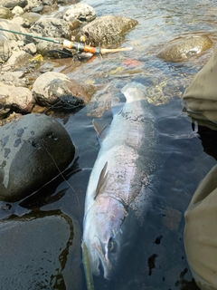 ニジマスの釣果