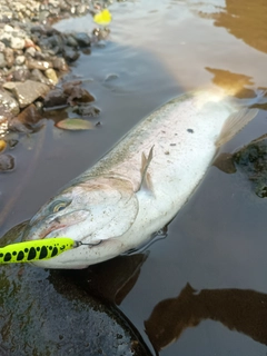 ニジマスの釣果