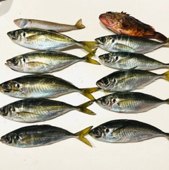 アジの釣果