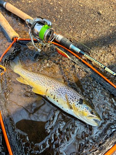 ブラウントラウトの釣果
