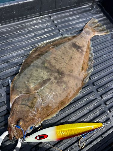 ヒラメの釣果