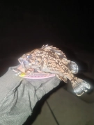 クロソイの釣果