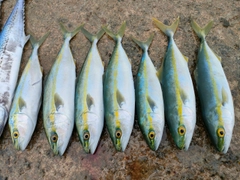 コゾクラの釣果