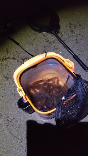 ホタルイカの釣果