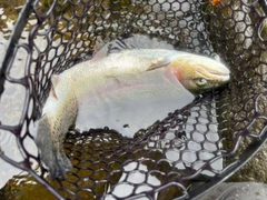 レインボートラウトの釣果