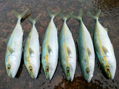 コゾクラの釣果