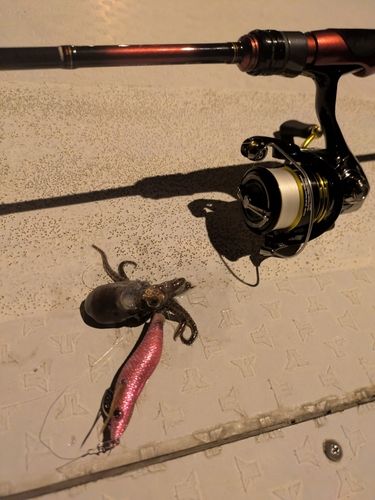 ミミイカの釣果