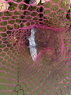 レインボートラウトの釣果