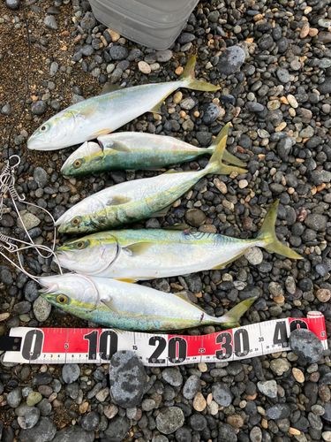 フクラギの釣果
