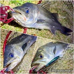 フッコ（マルスズキ）の釣果