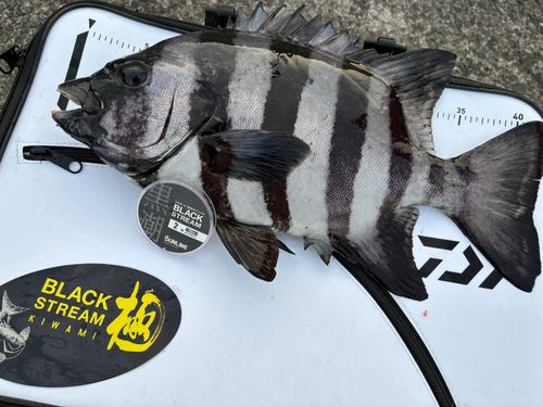 イシダイの釣果
