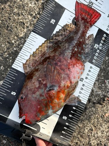 ブダイの釣果