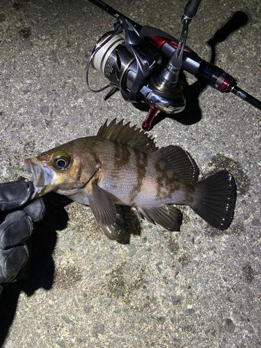 メバルの釣果