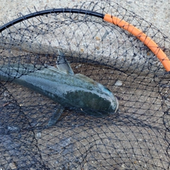 ボラの釣果