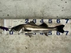 シーバスの釣果