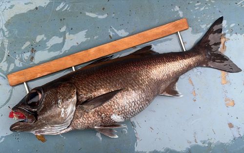 クロムツの釣果