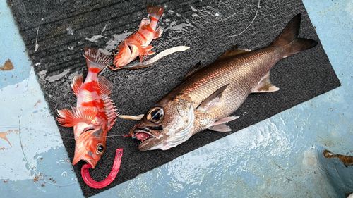 ユメカサゴの釣果