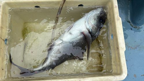 メダイの釣果