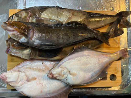 ホッケの釣果