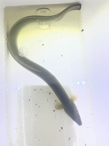 ウナギの釣果