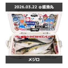 メジロの釣果
