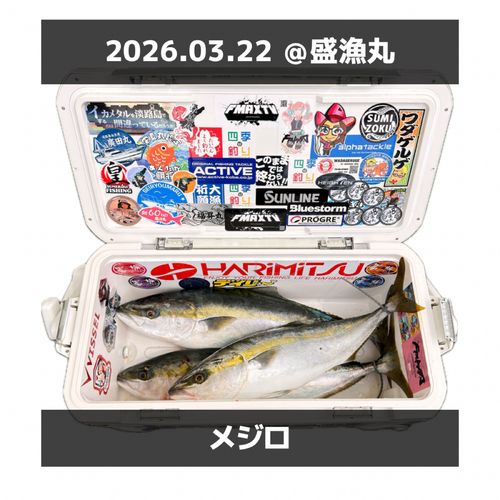 メジロの釣果