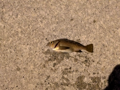 エゾメバルの釣果