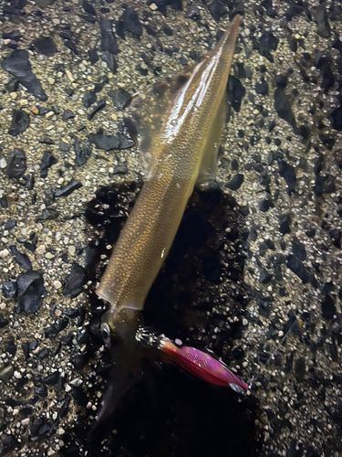 ヤリイカの釣果