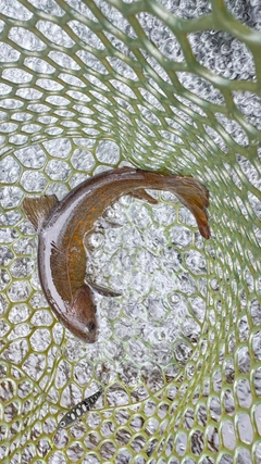 ヤマトイワナの釣果