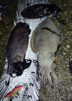モンゴウイカの釣果
