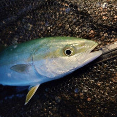 ツバイソの釣果