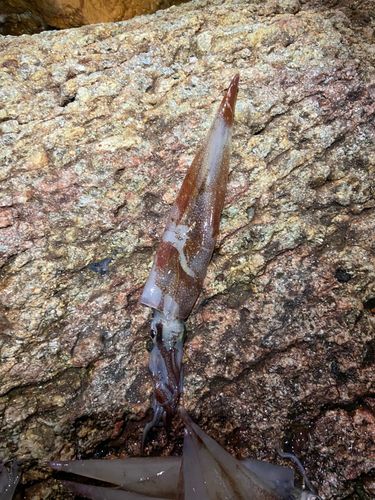 ヤリイカの釣果