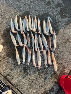ヤリイカの釣果