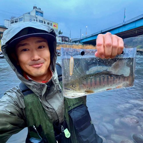 ヤマメの釣果