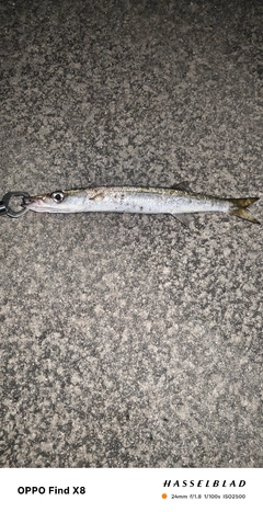 オニカマスの釣果