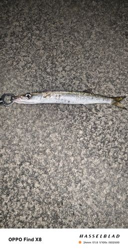オニカマスの釣果