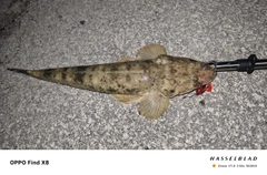 ミナミマゴチの釣果