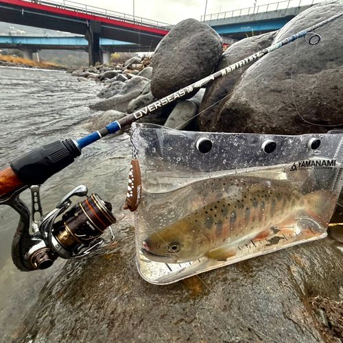 ヤマメの釣果