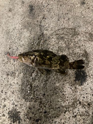 タケノコメバルの釣果