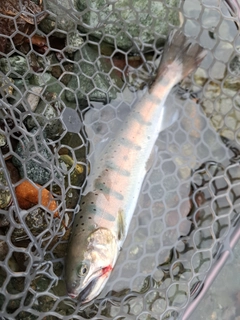 ヤマメの釣果