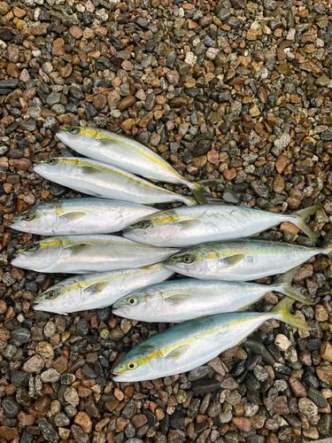 フクラギの釣果
