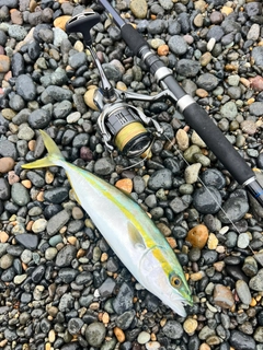 ツバイソの釣果
