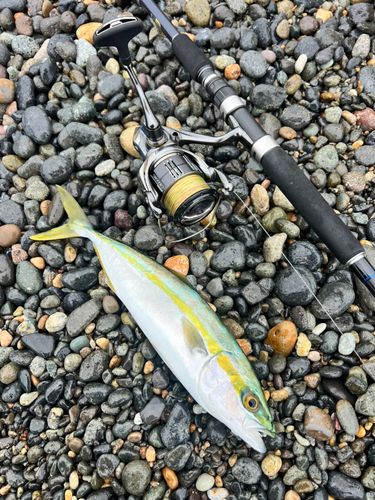 ツバイソの釣果