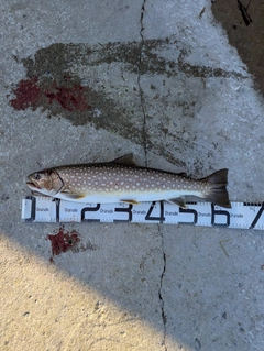 アメマスの釣果