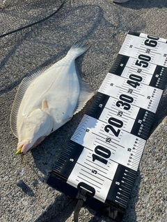 イシガレイの釣果