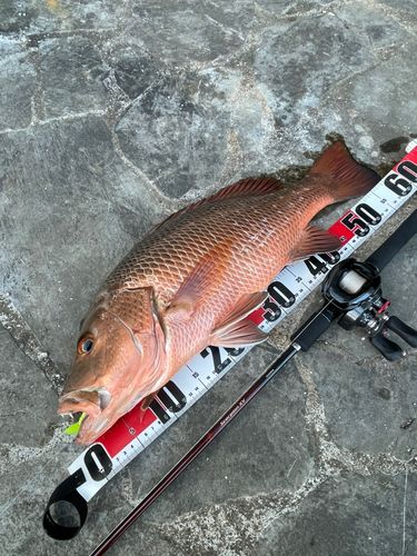 マングローブジャックの釣果