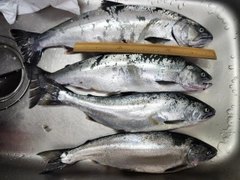 サクラマスの釣果