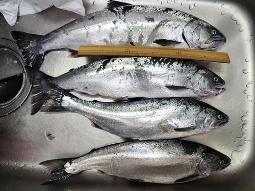 サクラマスの釣果