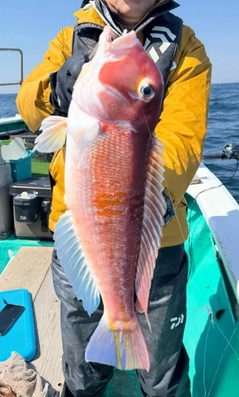アマダイの釣果
