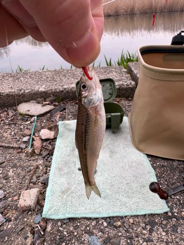 ホンモロコの釣果